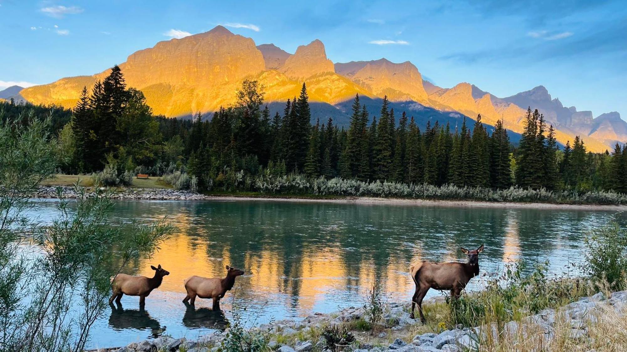 #202 Cozy Mountain View 2 Bedrooms In Dt Canmore Buitenkant foto